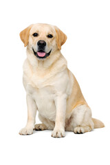 Obraz premium golden retriever puppy on white