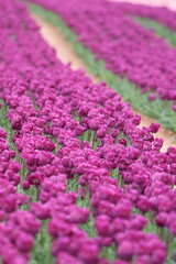 Colorful tulip field. Vibrant violet flowers.tulip blooming. High quality photo