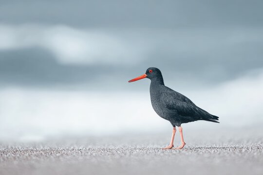 The is a of a bird standing on a sandy beach. the bird is facing towards the right side of the with its head turned slightly to the left.