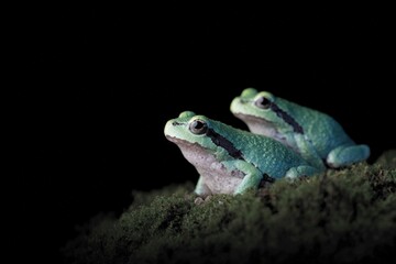 Fototapeta premium Two small frogs sitting on a bed of green moss. the frogs are facing the same direction and appear to be looking towards the right side of the .