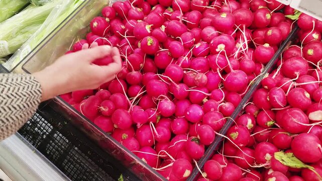 Woman Selecting Fresh Red Radishes At Supermarket Produce Section. Female hand picking bright red radish from crate at grocery store. Fresh vegetable shopping and healthy food selection