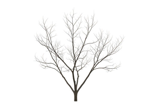 Leafless tree branches with bare twigs against plain background