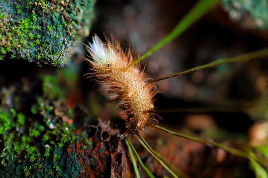 Close  up of a hairy Drynaria fern rhizome growing among green moss on wet stone