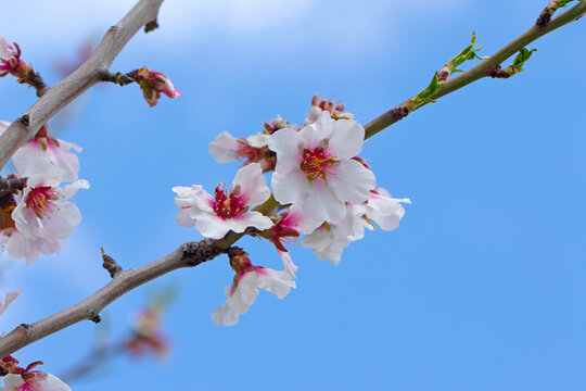 In the spring, an almond branch in full blooming isolated on blue sky background