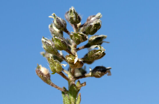 Alyssum minutum is a small Brassicaceae herb forming compact cushion-like mats on rocky soils, covered with dense silvery star-shaped hairs and bearing tight clusters of small siliques at stem tips, o