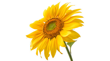 Obraz premium Bright yellow sunflower head with green stem isolated on transparent background