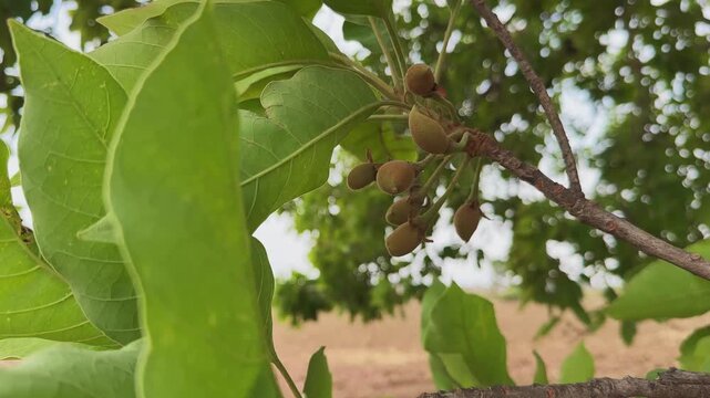 Close view of swaying branch of mahua tree bearing greenish egg shaped fruits, leaves moving gently with sunlight filtering through in a calm natural outdoor setting