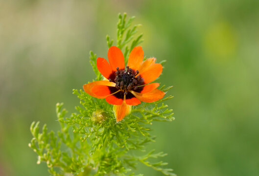 Adonis aestivalis (pheasant&rsquo;s eye) is a Ranunculaceae species with striking red petals often featuring a dark central patch, finely divided foliage, and hairy buds, linked to Adonis mythology.