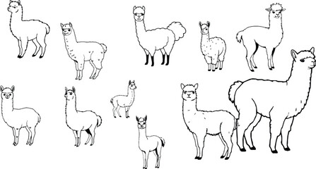 Alpaca Fluffy Outline Icon with Soft Rounded Lines Design © PRO_ED