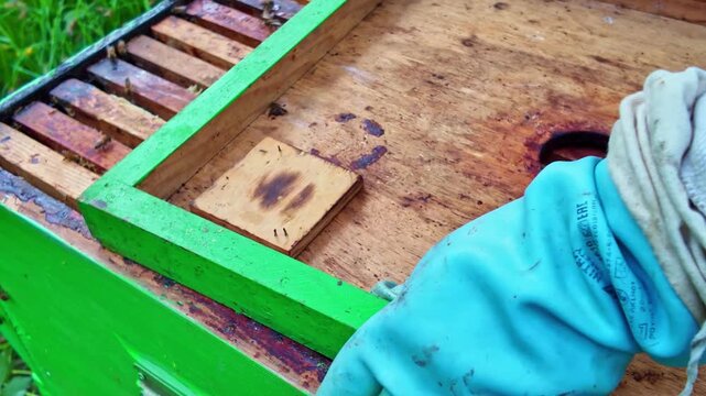 Apis mellifera worker bees ( Apidae) cluster across wooden brood frames inside a hive as a beekeeper closes the lid after inspection, showing organized colony structure and calm maintenance, close up