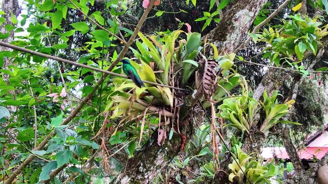 Stunning and tranquil shot of a bright iridescent hummingbird resting on an epiphytic bromelia plant amidst a lush rainforest setting.