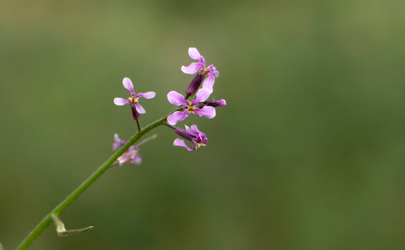 Chorispora tenella (blue mustard) is a Brassicaceae species with delicate purple to lilac flowers, commonly found in Central Anatolian steppes and rocky valley habitats.