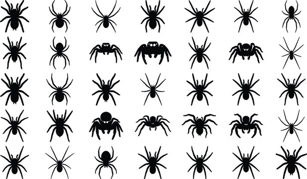 Group of black spider silhouettes on white background for halloween and horror themes