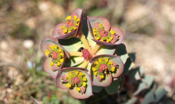 Euphorbia rigida (rigid spurge) is an Euphorbiaceae species characterized by its cyathium inflorescences, where yellow crescent-shaped nectar glands attract pollinators, and its glaucous, succulent le