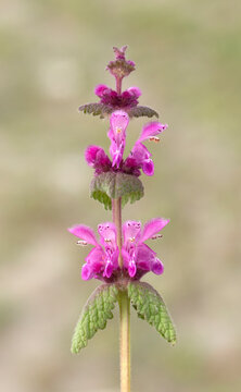 Lamium orientale (eastern dead-nettle ) is a Lamiaceae species with vivid purple flowers, a densely hairy upper &ldquo;hooded&rdquo; lip, and broader lower petals arranged in spaced whorls along the stem.