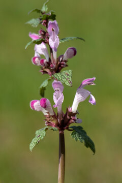 Lamium amplexicaule (henbit) is distinguished by stem-clasping leaves that form cup-like structures and slender, tubular pink-purple flowers with a more pronounced upper hood.