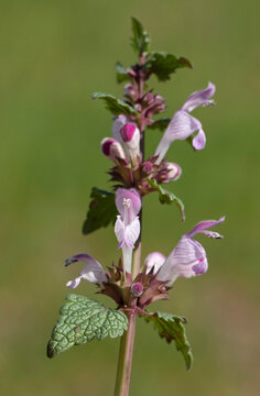Lamium amplexicaule (henbit) is distinguished by stem-clasping leaves that form cup-like structures and slender, tubular pink-purple flowers with a more pronounced upper hood.
