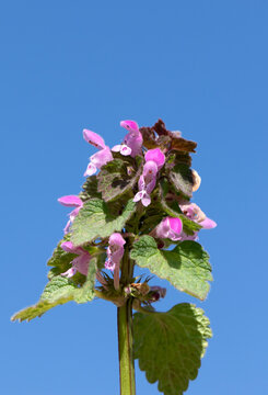Lamium purpureum (purple dead-nettle) is a Lamiaceae family plant with pink-purple flowers marked by darker spots, arranged in whorls along the stem, and upper leaves often tinged with purple.