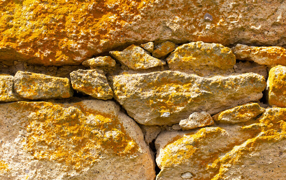 Bright yellow-orange growth on stone walls is Xanthoria parietina, a lichen formed by symbiosis between a fungus and algae or cyanobacteria.