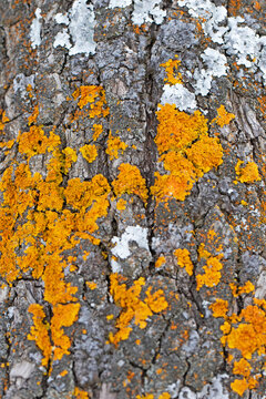On the bark of an old pear tree, vivid lichens indicate age and clean air quality; orange Xanthoria parietina reflects UV-protective pigments in sun-exposed areas, while gray-white foliose Physcia or 