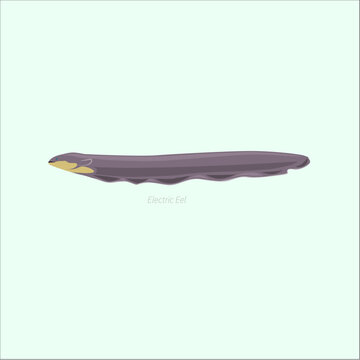 Leech Parasite Worm
