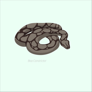 Brown Boa Constrictor Snake