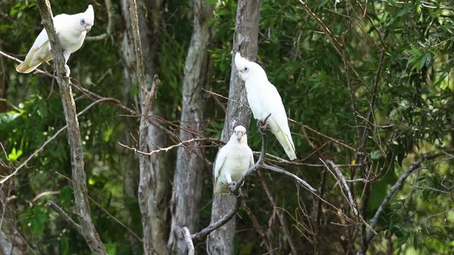 Three white corella cockatoos perch on tree branches surrounded by lush green foliage.