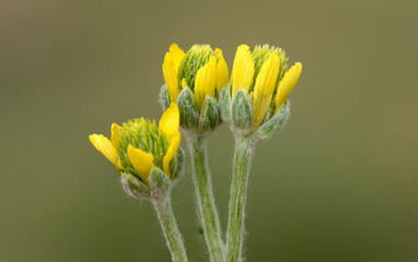 Fototapeta premium Ceratocephala falcata (düğünçiçeğigiller) is a small wild plant with bright yellow 5-petaled flowers and distinctive curved, sickle-shaped fruits that give it its name “falcata.”