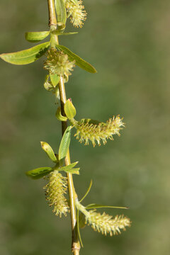The serrated structures on the slender branch are weeping willow (Salix babylonica) catkins (amenta), early spring inflorescences that function as key pollen sources and later produce wind-dispersed s