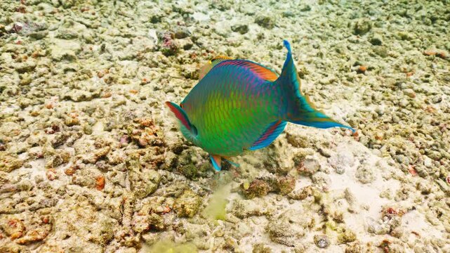 Close-up Parrot fish Calotomus viridescens in underwater Red Sea. Red Sea is magnificent place to explore. Home to an incredible coral reef and an abundance of marine life. Underwater wildlife