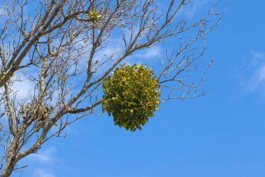 The green, ball-shaped cluster on tree branches are mistletoe (Viscum album), a hemiparasitic plant that performs photosynthesis but extracts water and minerals from its host tree via specialized root