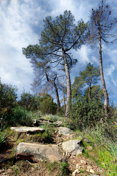 Sendero hacia los pinos