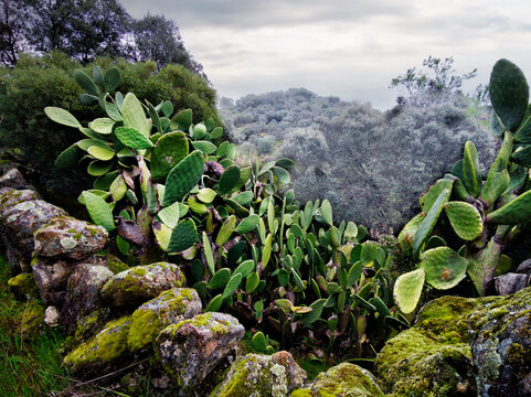 Chumberas sobre la valla de piedras