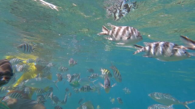 Vibrant slow-motion of diverse tropical fish, including sergeant majors and parrotfish, swimming in crystal clear turquoise water near a coral reef near big sister island, Seychelles, 002 30fps
