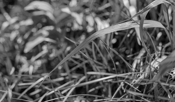 Close up of wind bent grass in monochrome. Blurred blades and layered foliage create a natural abstract texture. Botanical background for design and nature concepts..