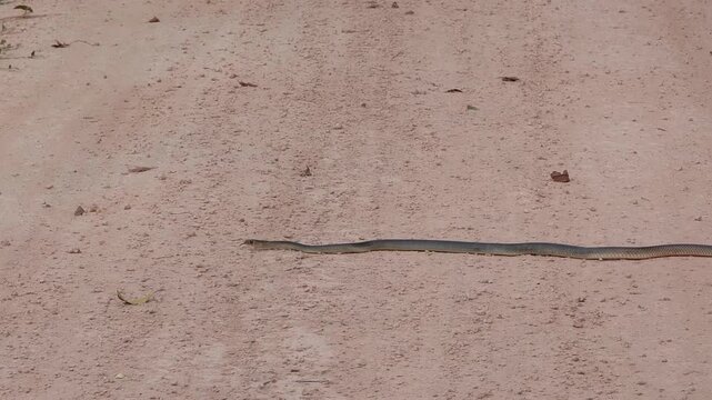 A snake slithered across the road.