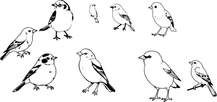 Canary Perched Outline Illustration Tiny Body Bird Isolated on White Background