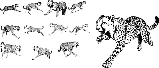 Cheetah Running Outline Illustration Stretched Motion Wildlife Isolated on White Background © PRO_ED