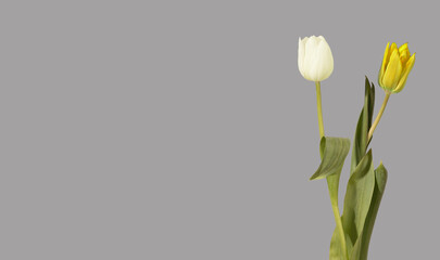 Two tulip flowers one white one yellow standing upright with green stems and leaves on grey background with copy space. Pair blooms arranged vertical creating composition with contrasting © valiantsin