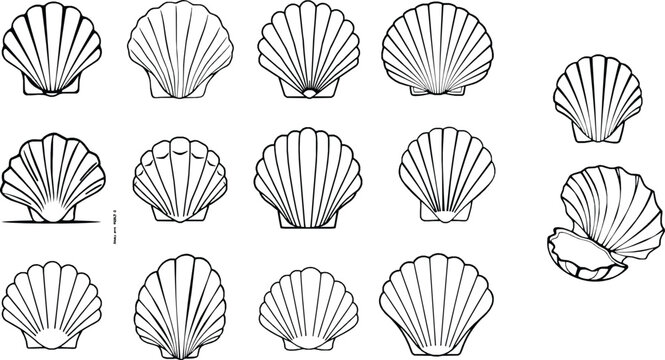Clam Shell Outline Illustration Simple Ridges Marine Object Isolated on White Background