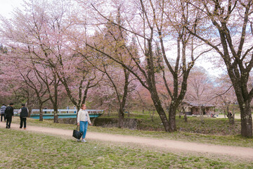 Fototapeta premium Woman Walking Path Lined With Cherry Blossoms
