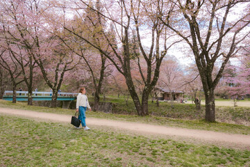 Fototapeta premium Woman Walking Path Lined With Cherry Blossoms