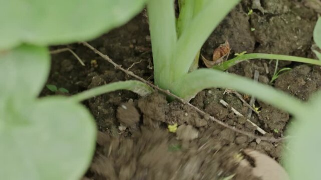 Close Up Hand Using Mini Hoe to Dig and Loosen Soil Around Caladium Plant Stem