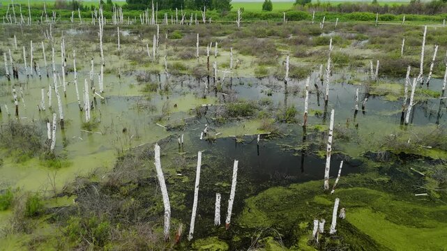 Aerial view of flooded forest with dead tree trunks rising from green water. Mossy ground and dark pools reflect cloudy sky. Scene feels eerie, abandoned, and nature reclaiming space