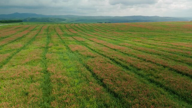 Aerial view of vast, striped rice field under cloudy sky. Green and brown stalks line rows stretching toward distant hills. Scene feels calm, peaceful, and natural. Perfect for agricultural