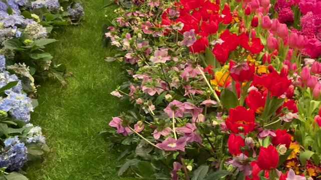 Floral Abundance Concept: 4K Video Of pink and red Tulips, Hydrangeas And Hellebores In A Lush Garden Setting Representing Springtime, Growth And Natural Beauty