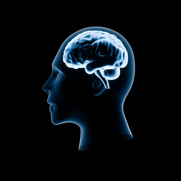 Side view of human head with glowing brain anatomy visualization. Futuristic medical concept representing neuroscience, cognition, intelligence, and advanced healthcare technology. 3D rendering.