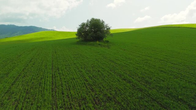 Aerial view of lone tree standing on green rolling hills. Sky shows scattered clouds above peaceful landscape. Field displays neat rows of young crops, possibly wheat or corn