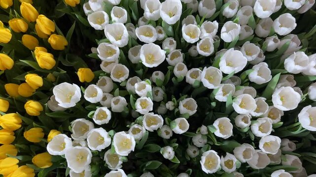Springtime Abundance Concept: Overhead View Of Many Colorful Tulips, White, Red And Yellow, as a Floral Background