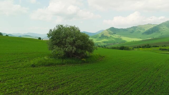 Aerial view of a lone tree on rolling green hills. Clouds drift over mountains in the distance. Peaceful, serene countryside landscape. Ideal for travel, nature, or relaxation themed projects